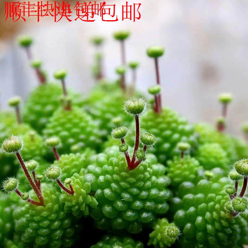 新疆包邮】多肉植物瑞典魔男魔南伏地魔多头易爆盆办公室净化空气