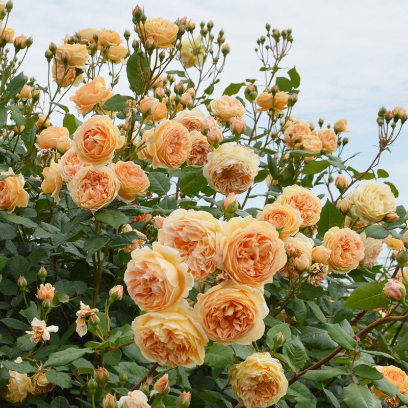 爬墙藤本月季花王妃大花浓四季开花蔷薇花苗庭院爬藤花卉植物玫瑰