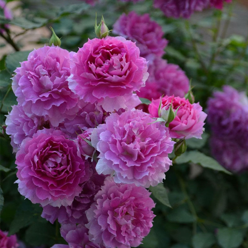 浓香天方夜谭月季盆栽玫瑰欧月花苗四季开花植物室内无刺阳台大花