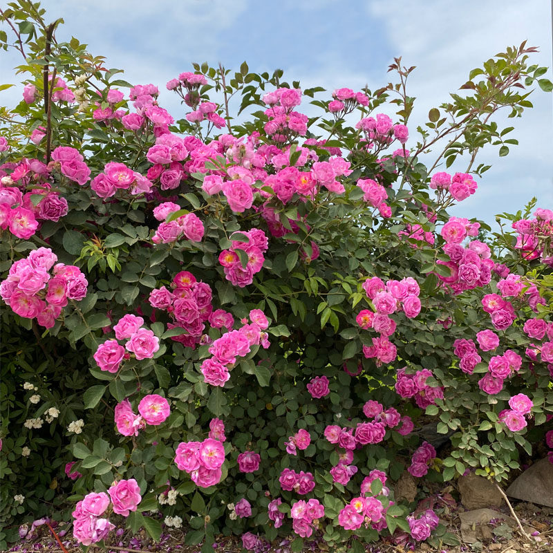 七姐妹多花蔷薇苗十姐妹爬藤四季庭院阳台浅粉色爬墙花卉绿植盆栽