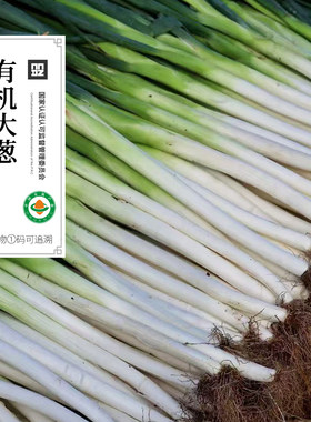 有机大葱有机蔬菜新鲜蔬菜有机菜叶菜水果沙拉无农残顺丰