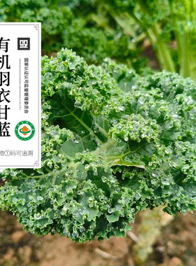 有机羽衣甘蓝300g新鲜蔬菜榨汁无农残榨汁蔬菜沙拉有机菜农场直发