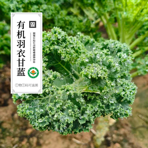 有机羽衣甘蓝新鲜蔬菜健康宝宝辅食榨汁无农残安辽顺丰发货