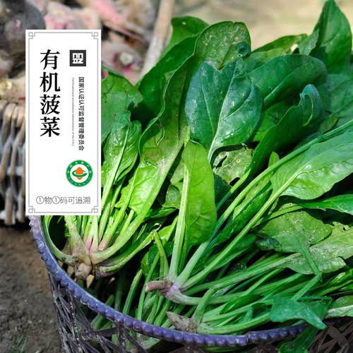 有机菠菜有机蔬菜新鲜蔬菜有机菜叶菜无农残宝宝辅食顺丰包邮3斤