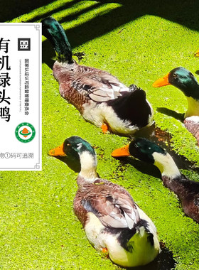 有机鸭子 绿头飞鸭山林散养土鸭公鸭鲜鸭肉