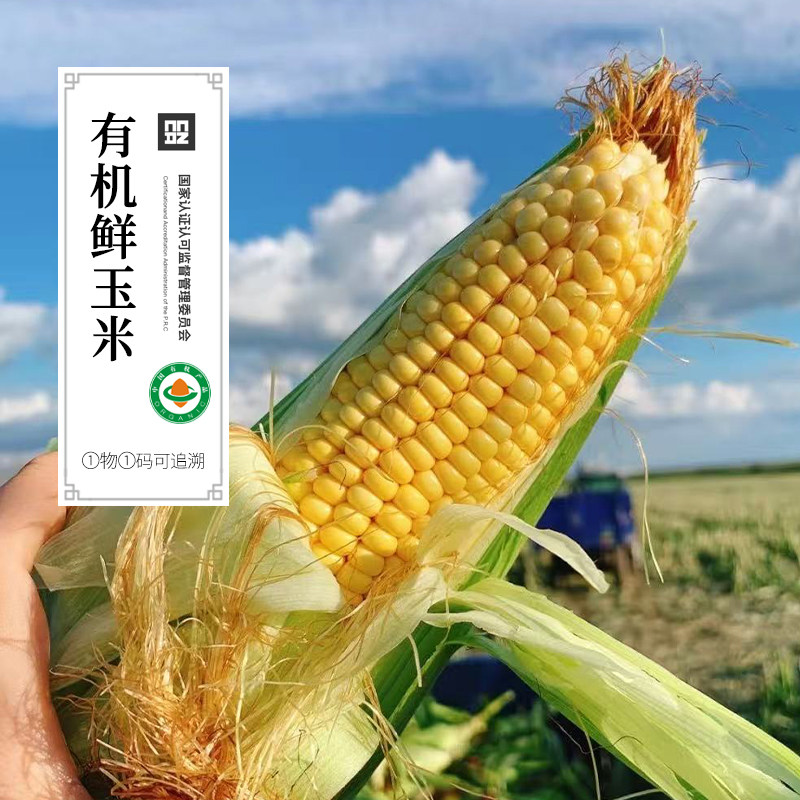云南有机新鲜脆甜玉米黄玉米非糯散装新鲜发货无农残顺丰