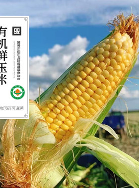 云南有机新鲜脆甜玉米黄玉米非糯散装新鲜发货无农残顺丰