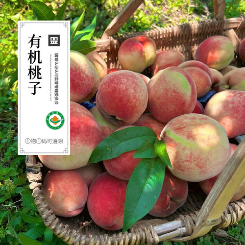 2026年新桃上市有机桃子有机红桃新鲜采摘当天发货