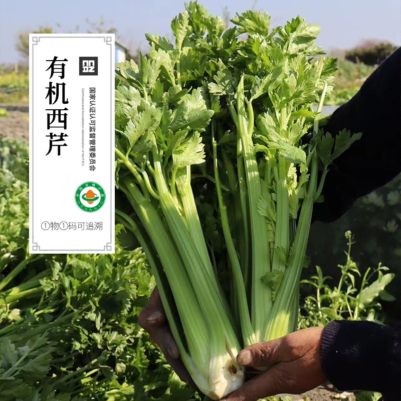 有机西芹 无农残 榨汁少叶去叶生鲜叶菜类散装顺丰发货