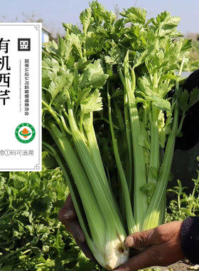 云南有机西芹 无农残 榨汁少叶去叶生鲜叶菜类散装顺丰发货