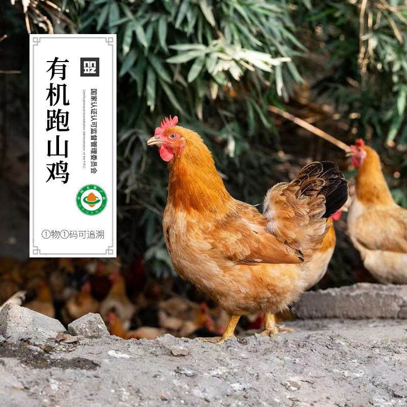 有机老母鸡有机大公鸡老母鸡山林散养土鸡大公鸡鲜鸡肉