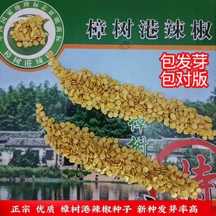 2025正宗樟树港辣椒种籽原种  湖南湘阴基地自留种子纯正发芽率高