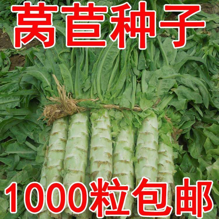 溢芳种业出售蔬菜籽莴苣种子千金菜莴...