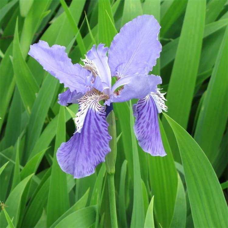 供应工程绿化河道边蓝花鸢尾种子鸽子花蓝蝴蝶扁竹花沃美鸢尾兰花