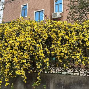 花室内外花苗风车茉莉爬藤植物花卉 法国香水藤盆栽万里飘香藤四季