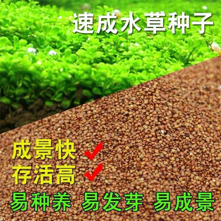 牛毛迷你对叶鱼缸水草种子造景速成前景彩叶爱情草籽家用养鱼专用