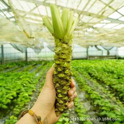 绿芥末种子调味呛鼻山葵种子春夏秋冬四季种阳台盆栽蔬菜种孑大全