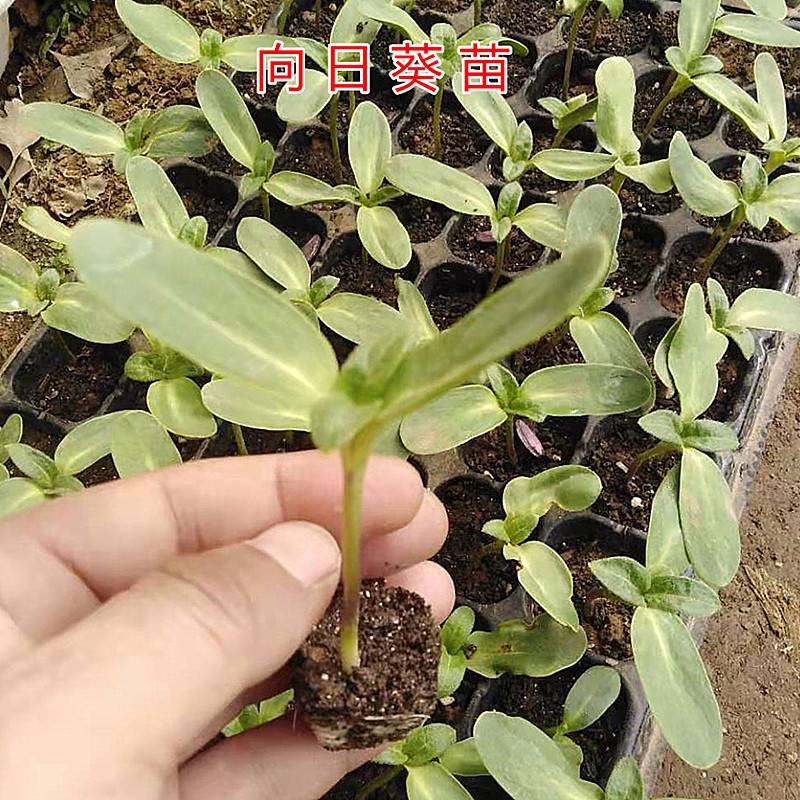 食用向日葵苗秧苗幼苗矮葵花油葵花苗活苗带根子特大
