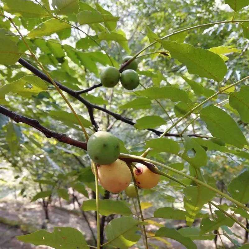五眼果种子多年生观果山枣树五眼睛化郎果鼻涕果连麻树南酸枣种籽