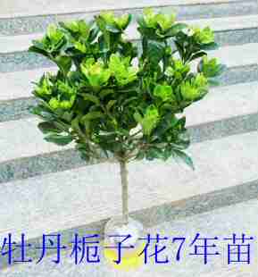 牡丹栀子花 栀子花盆栽大树苗 四季 开花绿植 大叶栀子花小叶