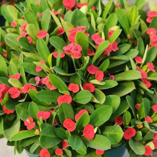 铁海棠盆栽花卉室内盆景绿植四季开花虎刺梅办公阳台花卉开花植物