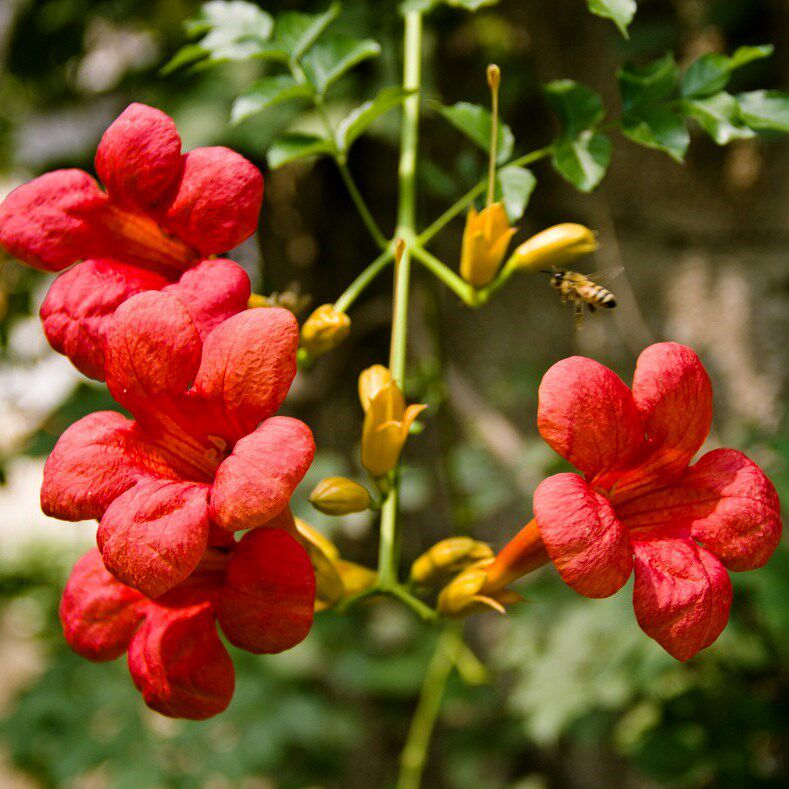 四季常绿 油麻藤 禾雀花苗常春 油麻藤苗攀援遮阳庭院植物凌霄花