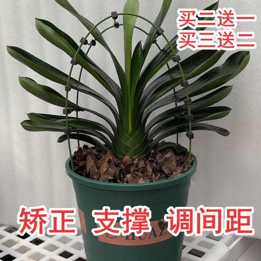 君子兰叶片矫正器君子兰支架矫正器花架定型矫正固定防长偏调整叶图片