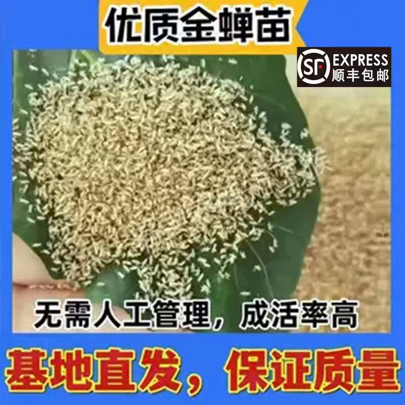 现货优质金蝉幼苗养殖活体蝉蚁种子幼苗人工培育知了猴卵果园散养