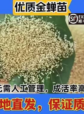 优质金蝉幼苗活体蝉蚁卵孵化快