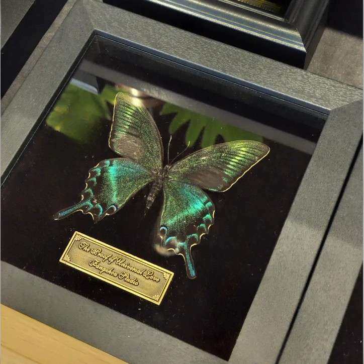 木质中空立体画框手工diy创意蝴蝶昆虫干果标本相框摆台黑展示框,家居饰品,标本类装饰画,淘宝优惠券,粉丝福利购,淘宝优惠卷