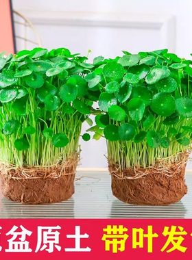 Hydroponic plants potted plants indoor hydroponics leafy