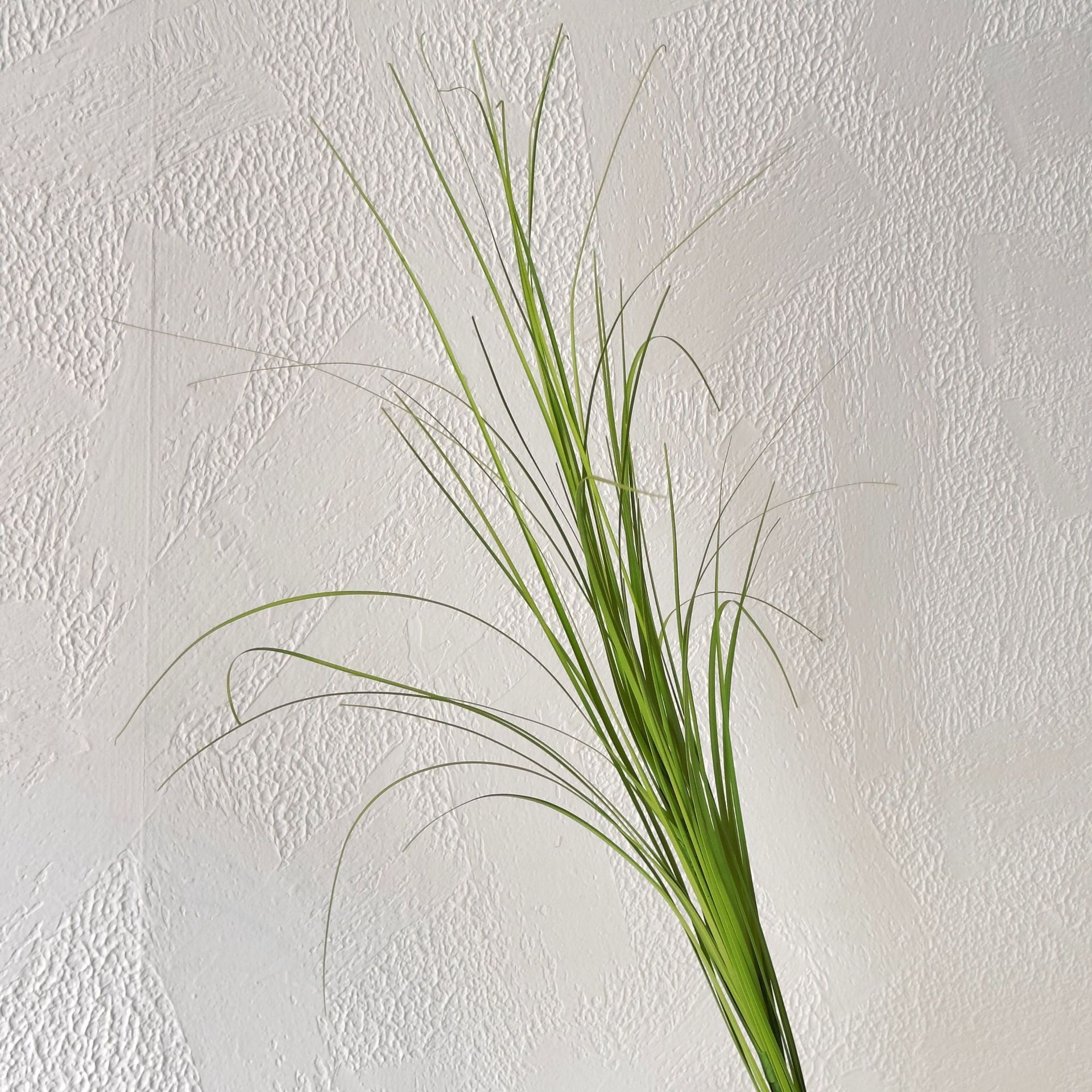 长须仿真绿植摆件家居装饰把束假洋葱植物墙芦苇造景仿真