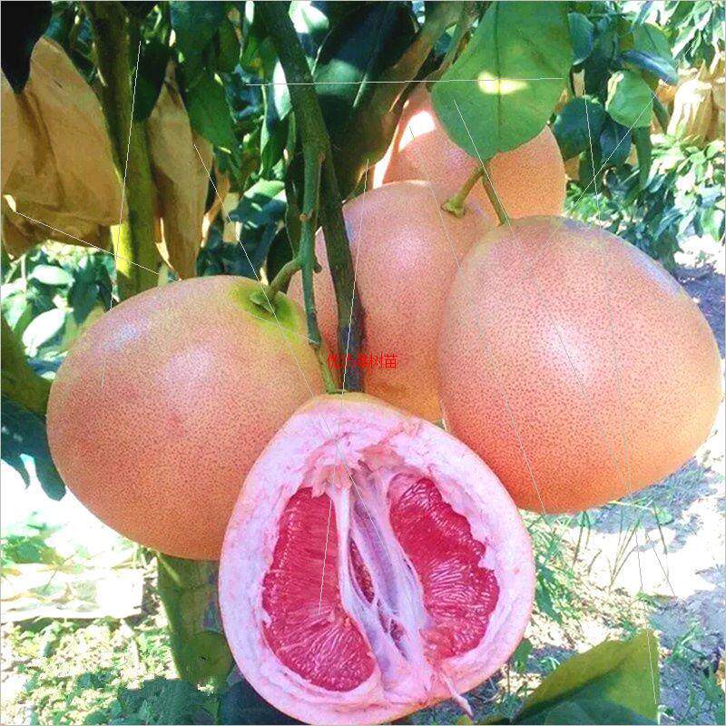 管溪福建平和官溪三红柚子苗红心蜜柚苗琯溪红蜜柚树苗红肉果树苗