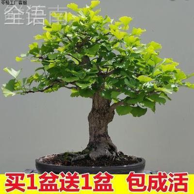 银杏树盆景栽室内好养办公