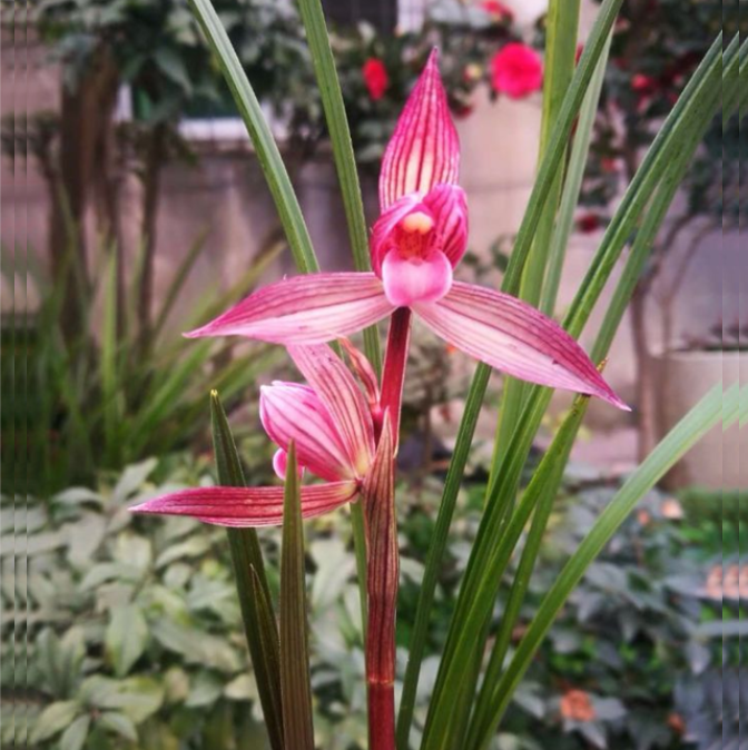 当年开花老种春剑【都江红素】兰花苗阳台浓香花卉绿植盆栽包邮