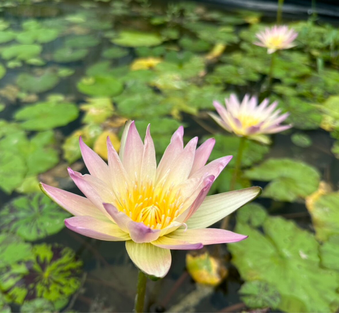 台湾引进香水莲九品香莲花苗睡莲根块水生植物根茎花朵可泡茶引用