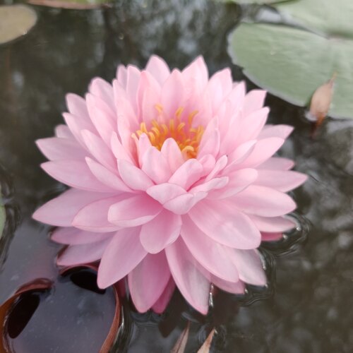 进口睡莲水培植物四季耐寒睡莲