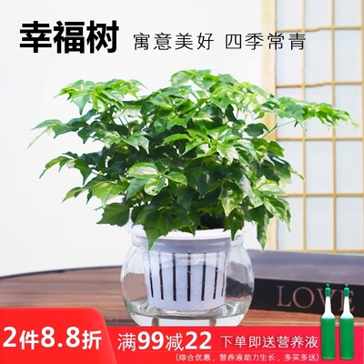 幸福树盆栽绿宝水培植物吸甲醛办公室内花卉绿植好养净化空气