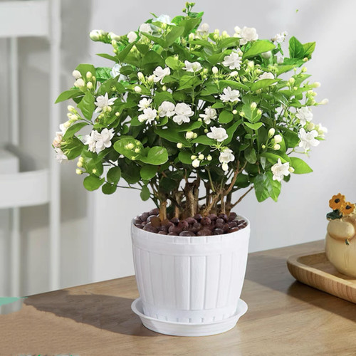 茉莉花苗盆栽带花苞栀子花卉植物室内绿植九里香浓香四季开花好养