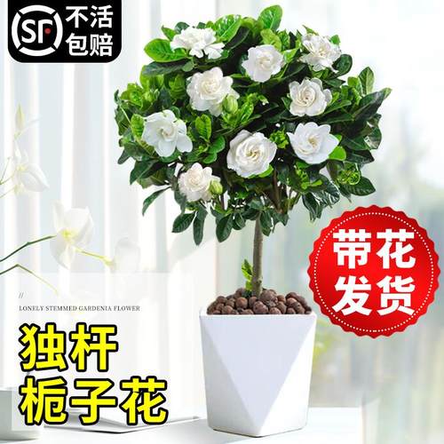 独杆栀子花盆栽高颜值花室内水培花卉植物大叶老桩带花苞树苗绿植