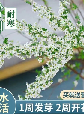 雪柳干枝鲜枝水培雪柳干支盆栽水养鲜切花年宵花束枝条树苗喷雪花