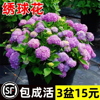 绣球花苗植物无尽夏开花好养的花四季不断盆栽花卉植物室内易养活