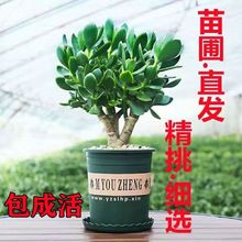 。大叶玉树盆栽阳台室内绿植办公室花卉多肉植物燕子掌金枝玉叶盆