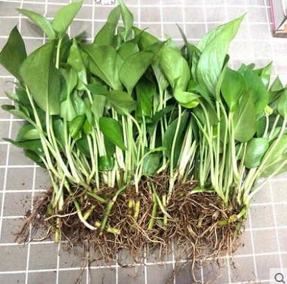 绿萝盆栽室内吸除甲醛净化空气植物花卉水培绿植吊兰长藤大叶绿箩,个性定制/设计服务/DIY,明信片定制,淘宝优惠券,粉丝福利购,淘宝优惠卷