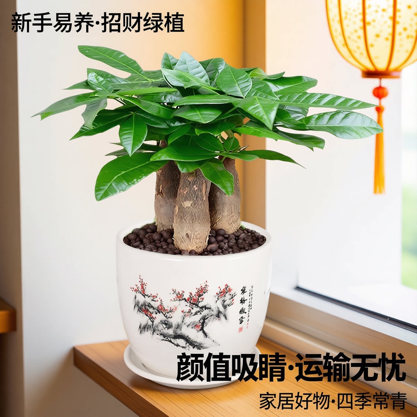 发财树盆栽室内客厅桌面绿植小盆景大发财树苗招财树高颜值植物图片