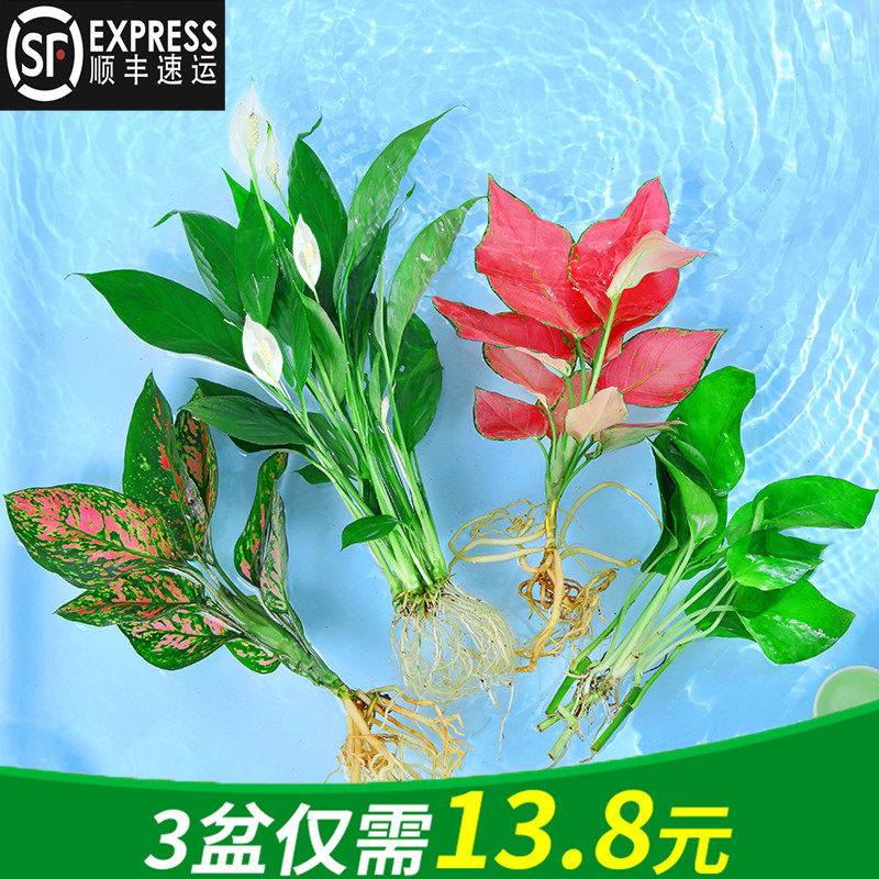 水培植物吉利红室内花卉盆栽绿植九里香水养发财树绿萝富贵竹大全图片
