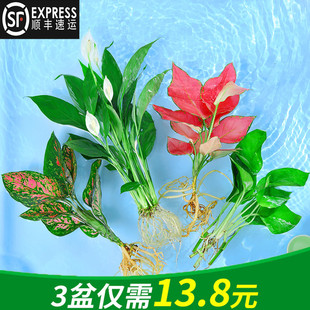 水培植物吉利红室内花卉盆栽绿植九里香水养发财树绿萝富贵竹大全