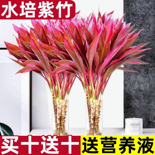 鸿运紫竹富贵竹大叶观音竹水培植物花卉绿植室内红朱焦叶水养四季