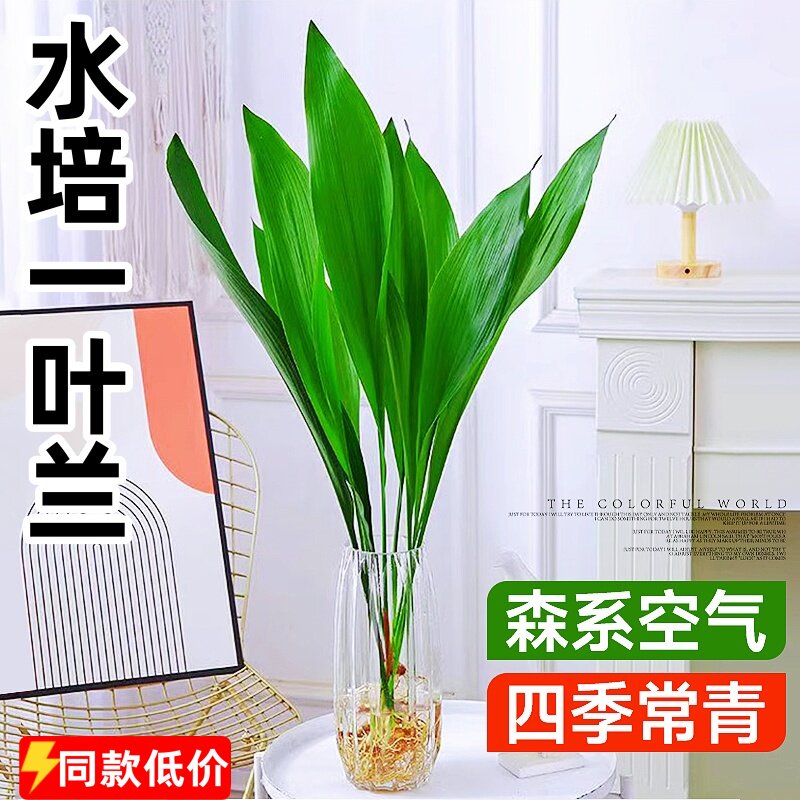 水培一叶兰四季好养富贵竹带根网红水养植物室内耐寒高颜值花盆栽图片