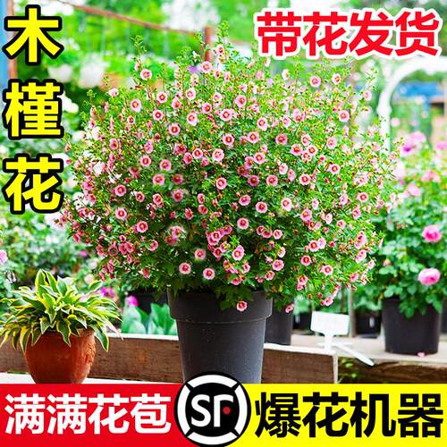 小木槿花卉盆栽棒棒糖耐寒耐热庭院室内阳台四季开花好养植物大全